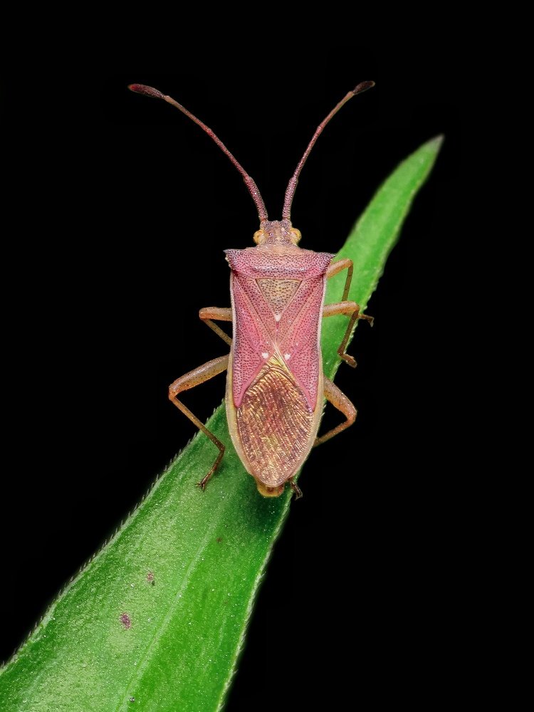 Photograph by Bidyut Kalita