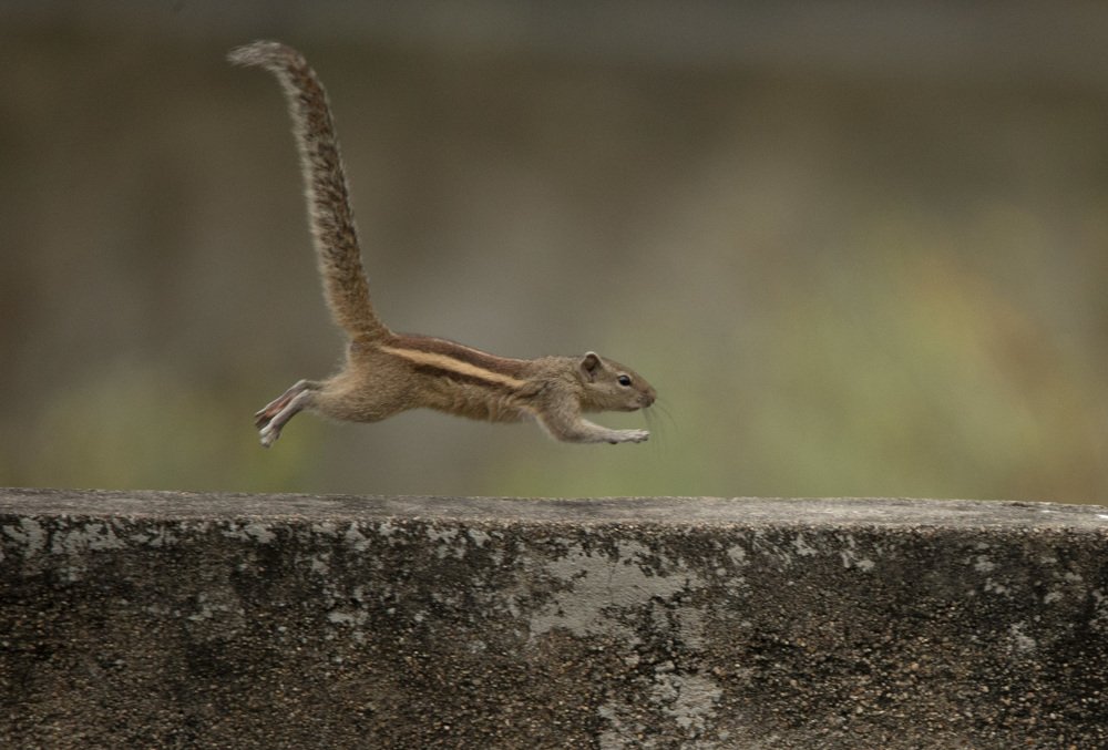 Photograph by Harikumar