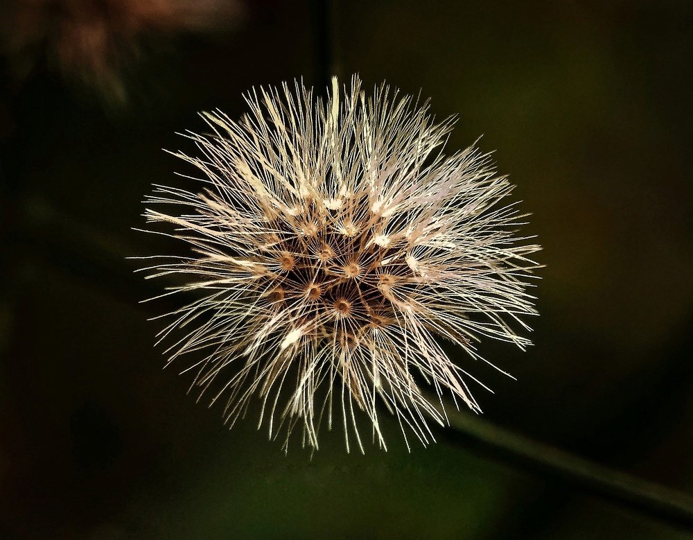 Photograph by Susmita Ghosh
