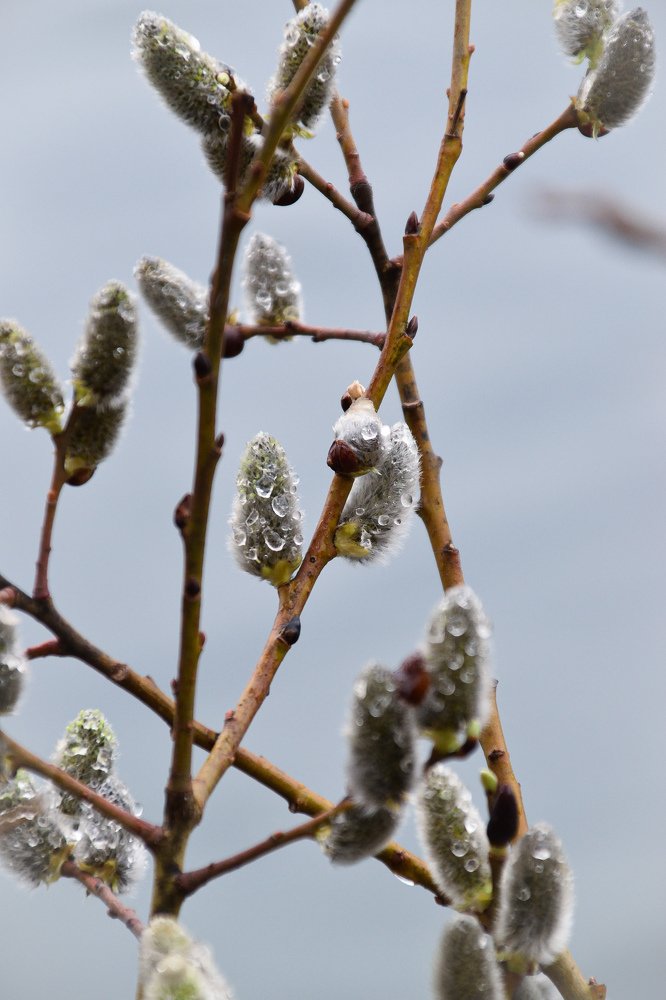 Фотография автора Анастасия Руднева