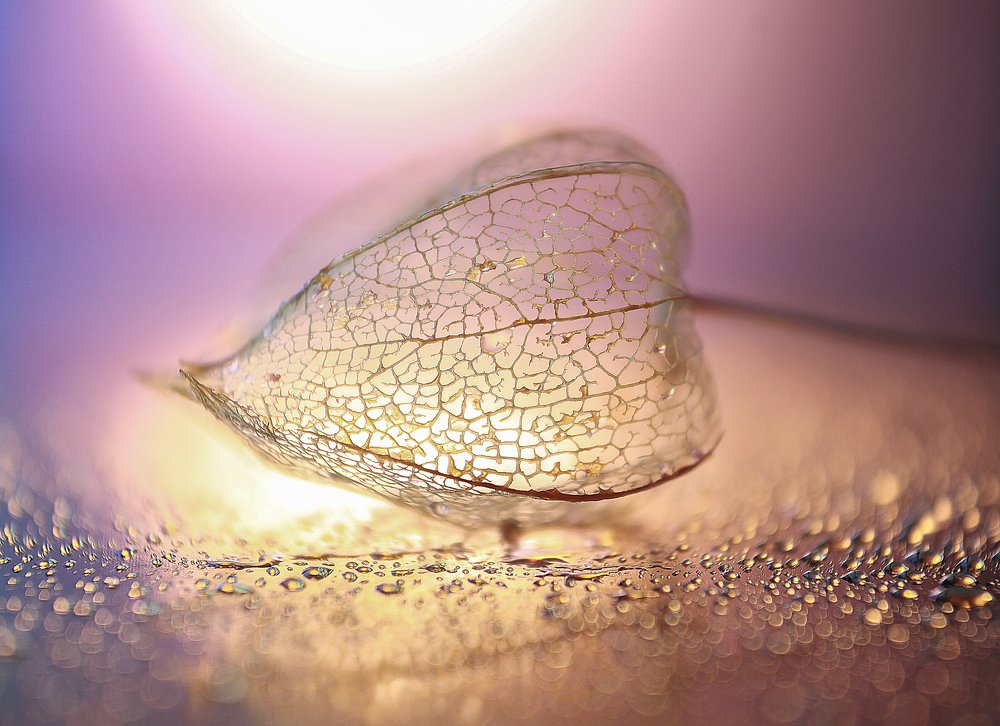 Photograph by Светлана Кавказская