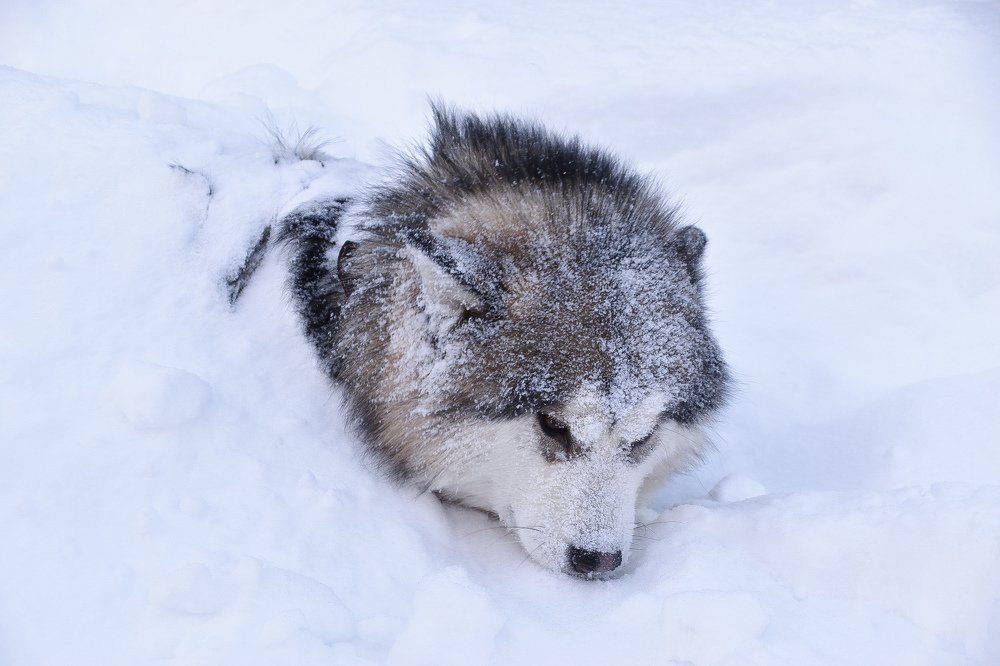 Северная собака