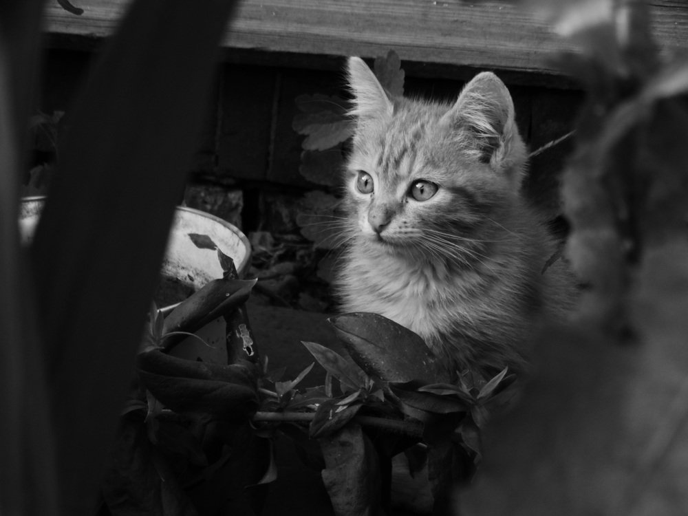 Photograph by елена кузьмина