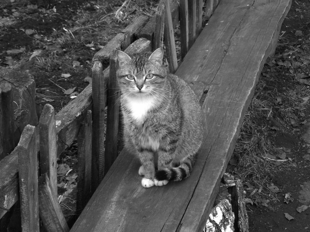 Photograph by елена кузьмина