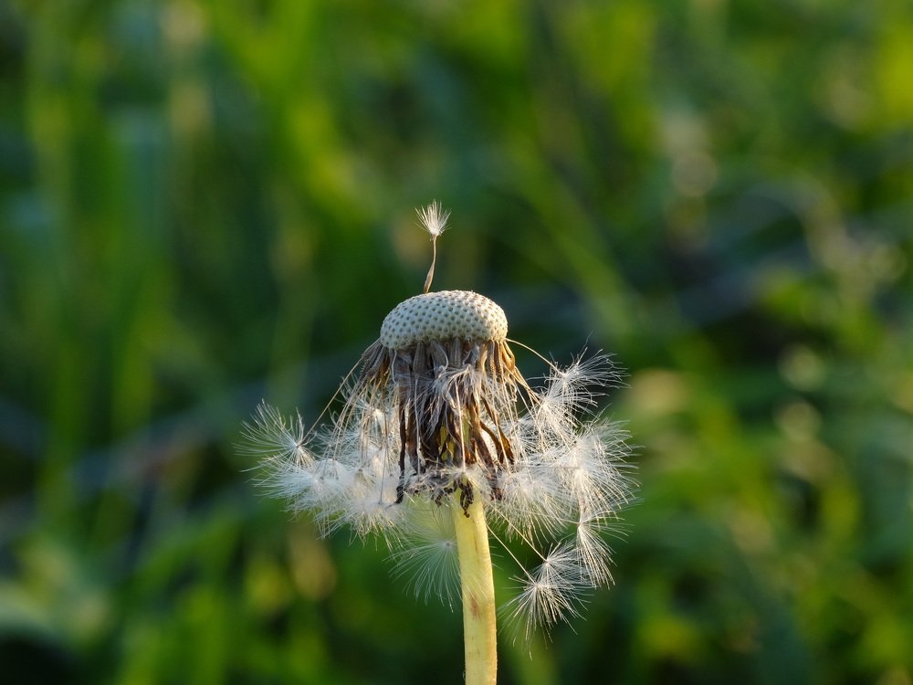 Photograph by елена кузьмина