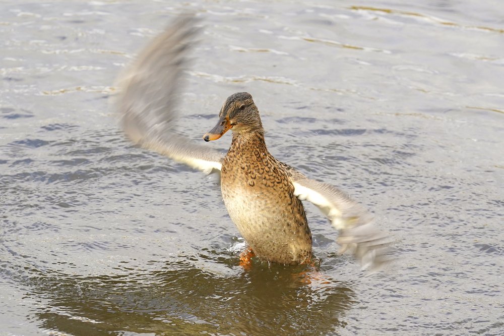 Photograph by Игорь Громаковский