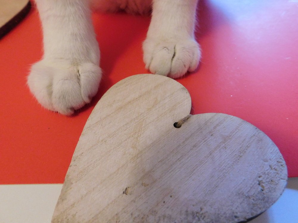 Photograph by Zsofia Schmidt-Mudik