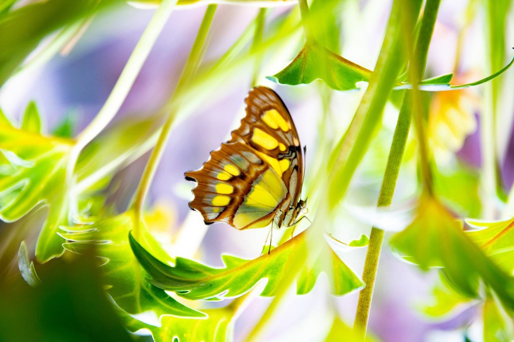 Photograph by Francesco Schiavone