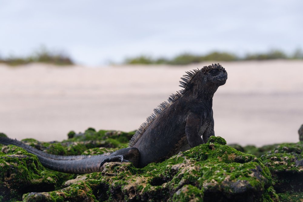 Photograph by somicsm