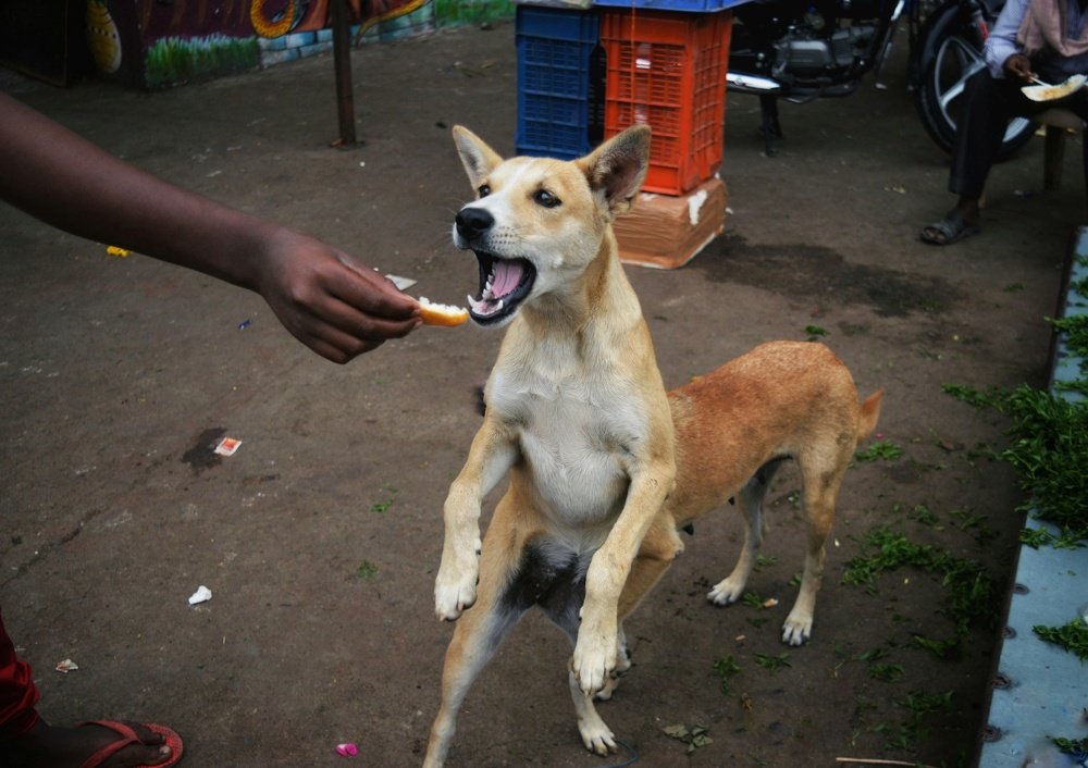 Photograph by Aravind Raulwar