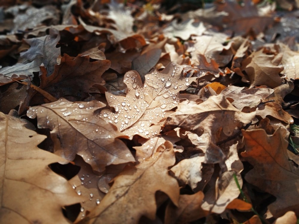 Осеннее утро