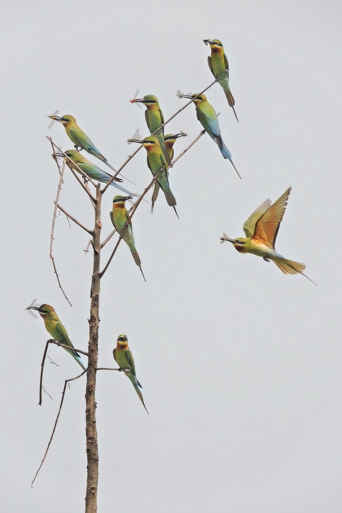 The BeeEater Tree ..!
