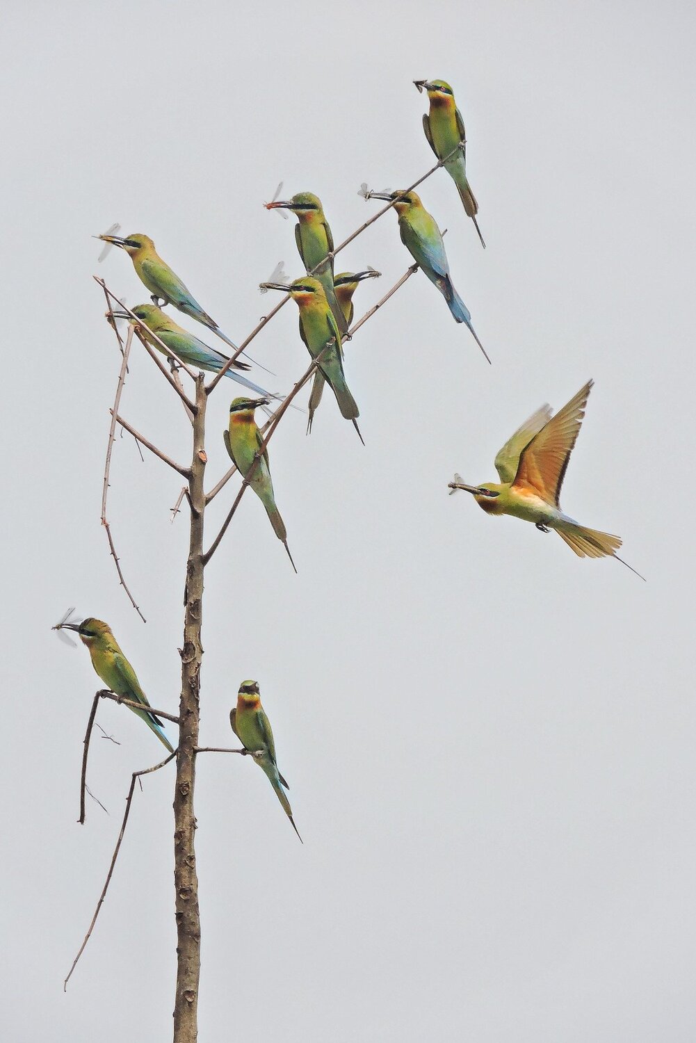 The BeeEater Tree ..!
