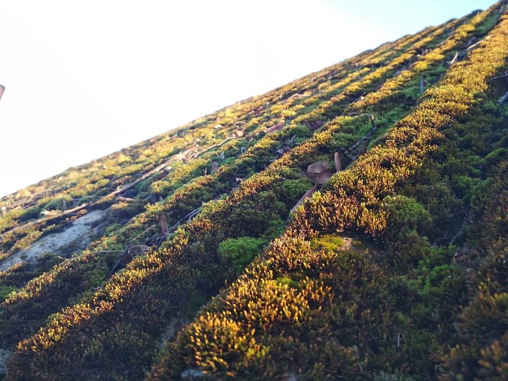 мох на закате