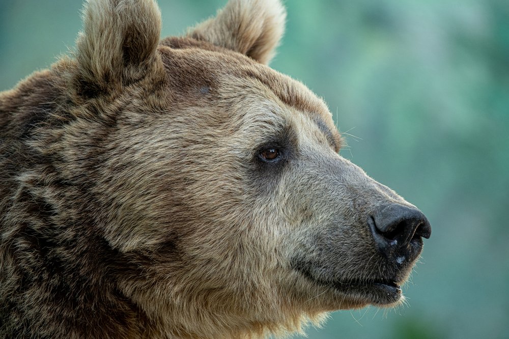 Bears Emotional Portrait