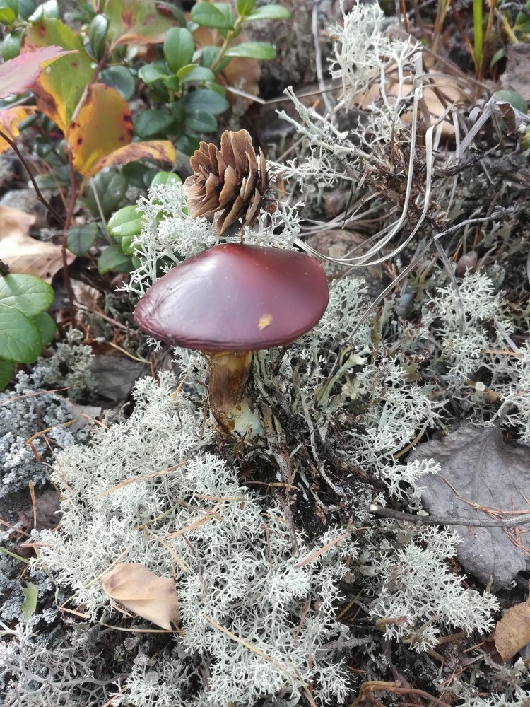 Маслёнок
