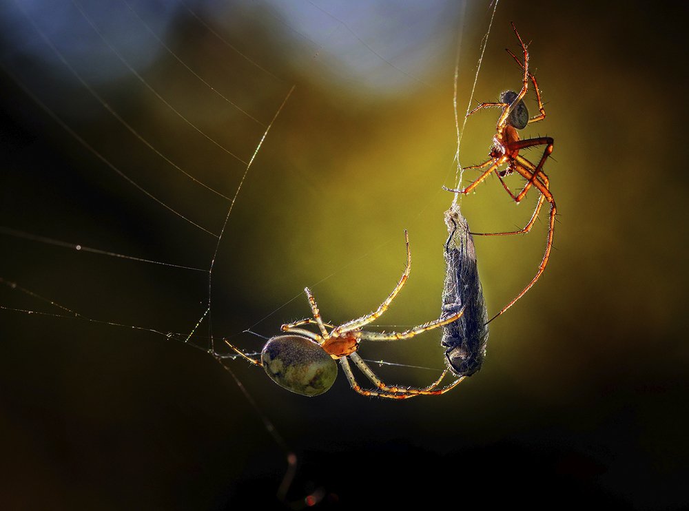 Боливар не выдержит двоих