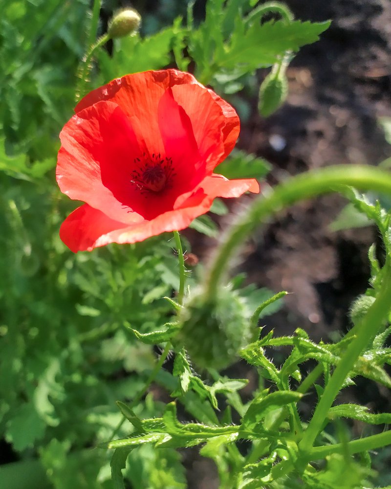 Photograph by Юлия Плаксина