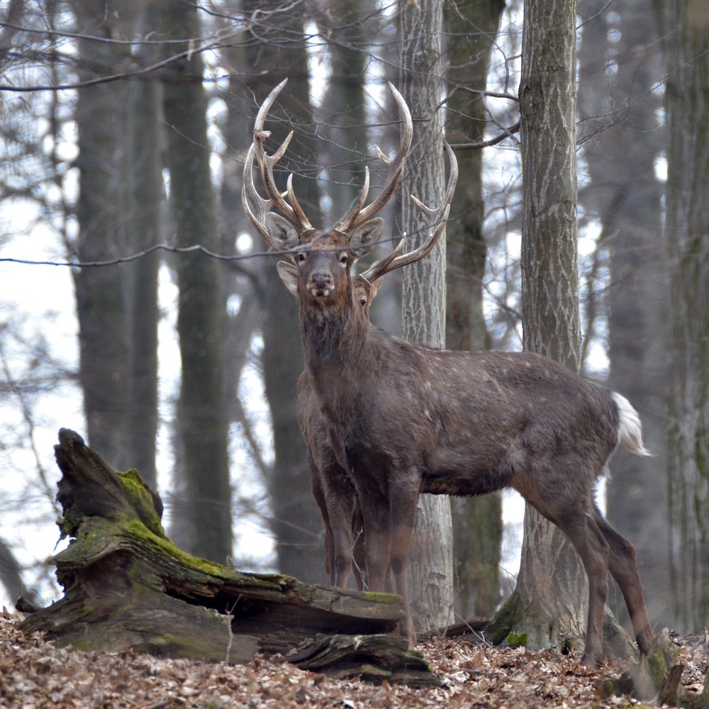 Пятнистый олень