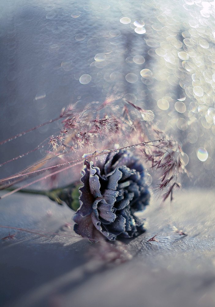 Photograph by Светлана Кавказская