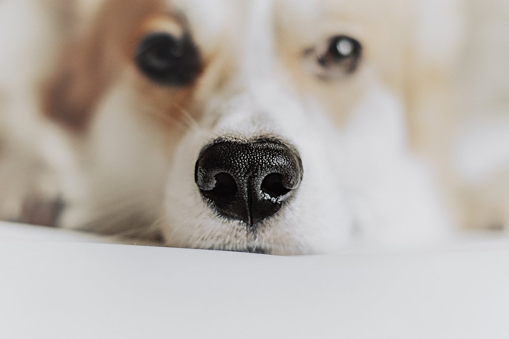 Photograph by Анна Пушина