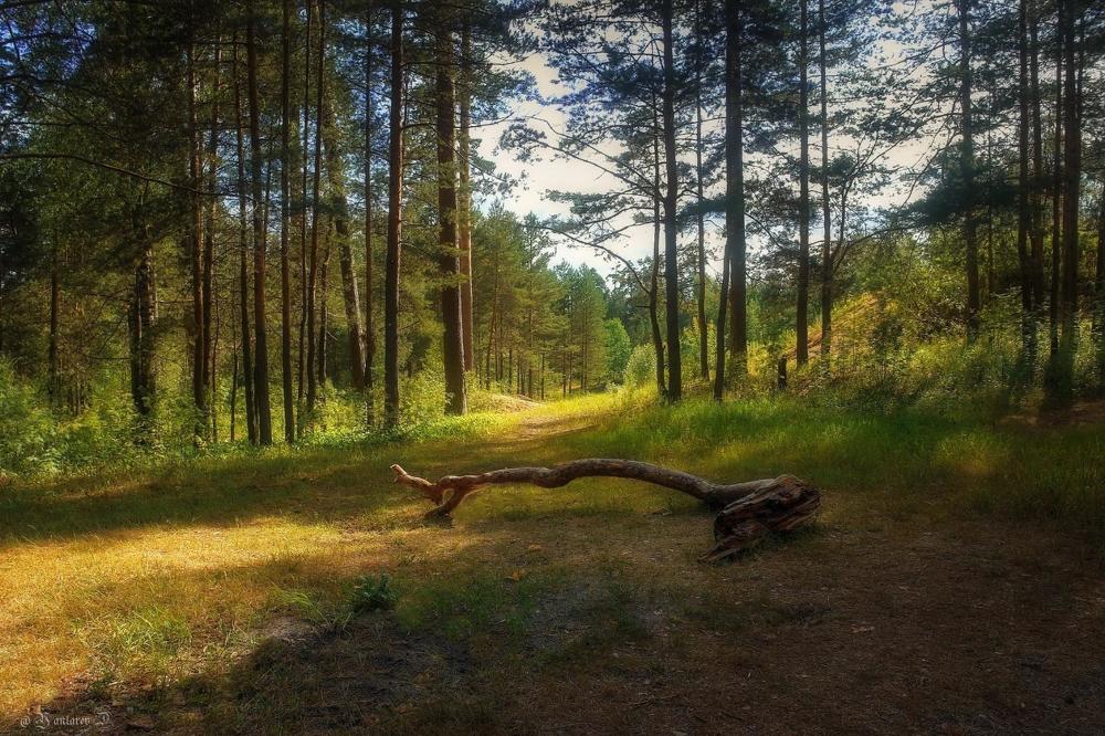 Photograph by Дмитрий Янтарев