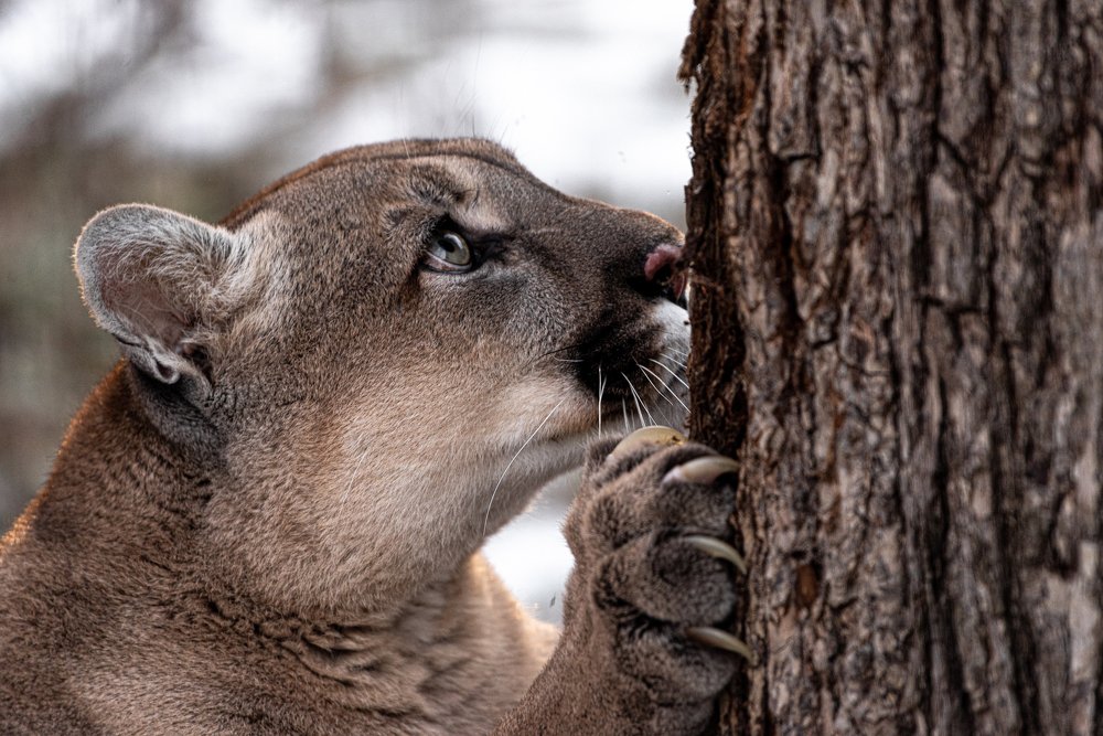 Photograph by Михаил Колесников