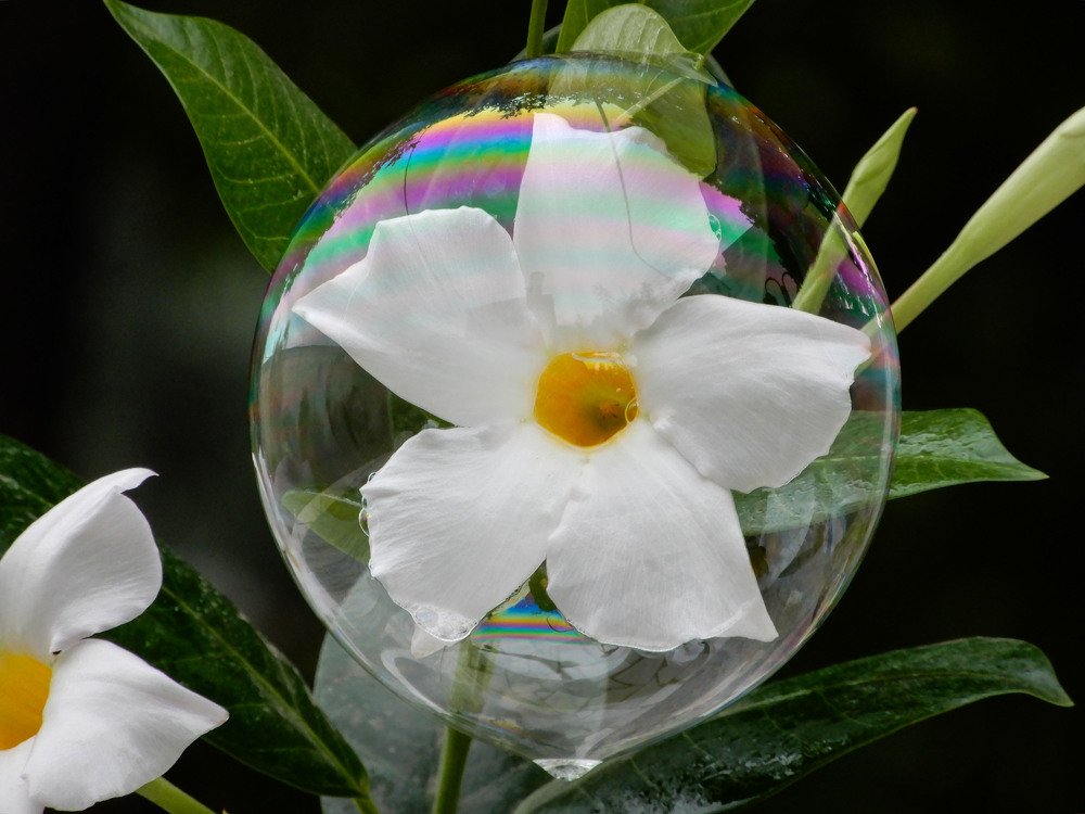 Flower in Bubble