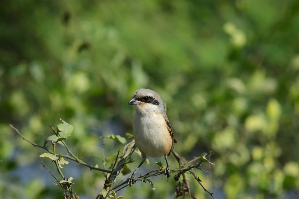 Photograph by Suhans Bansal