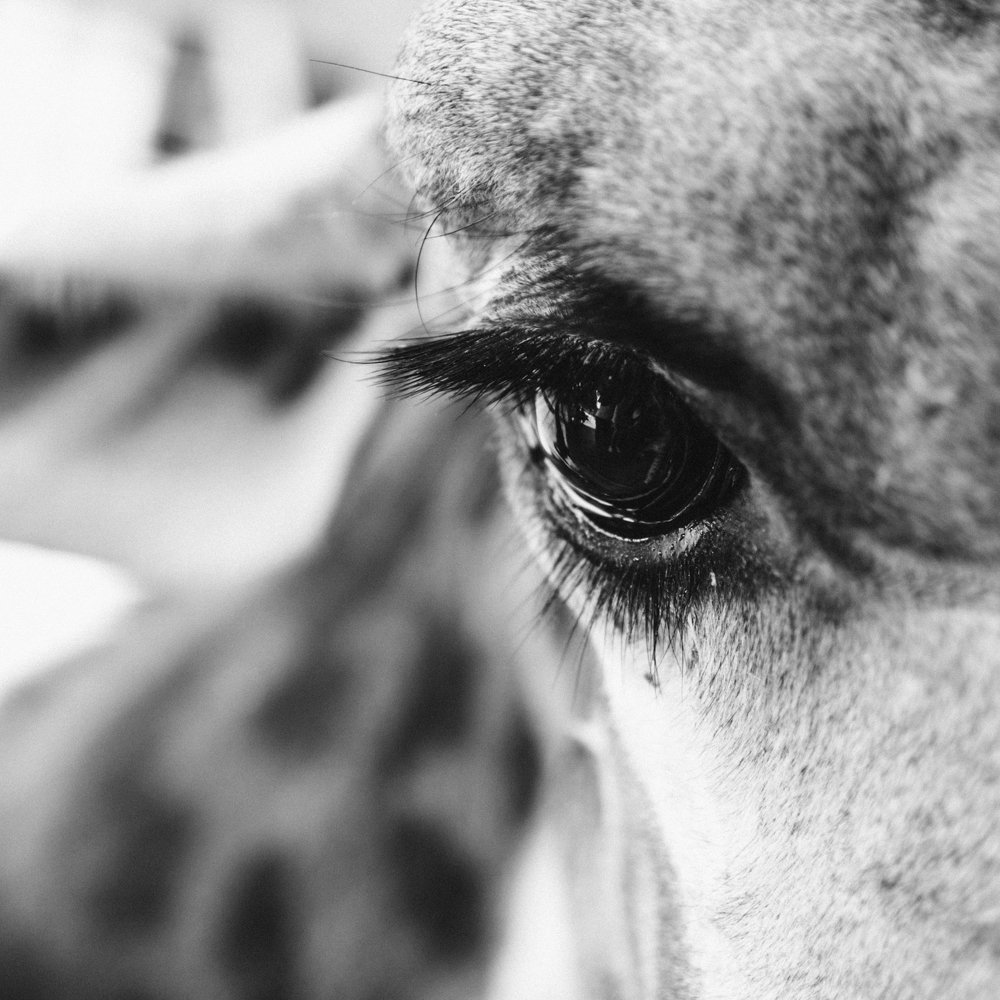 Photograph by Светлана Теперкина