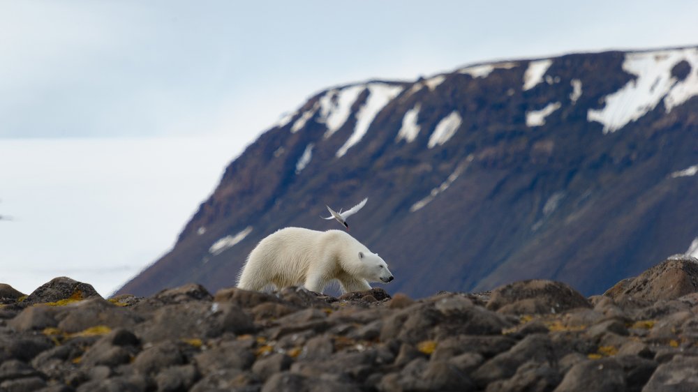 Естественный отбор