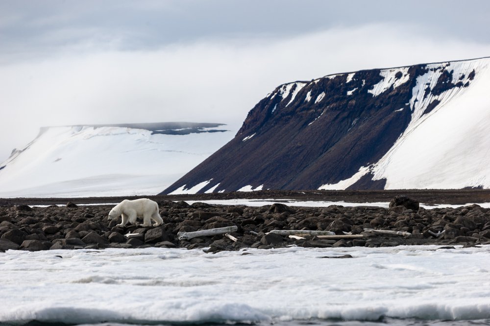 Пища сама в пасть не придет