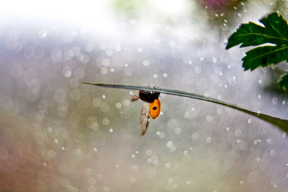 Путешествие коровки