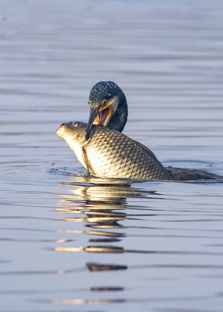 Great Cormorant