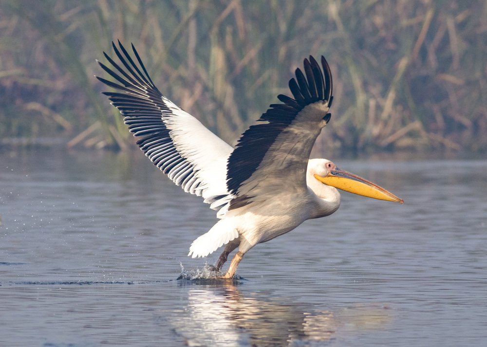 Great white Pelican