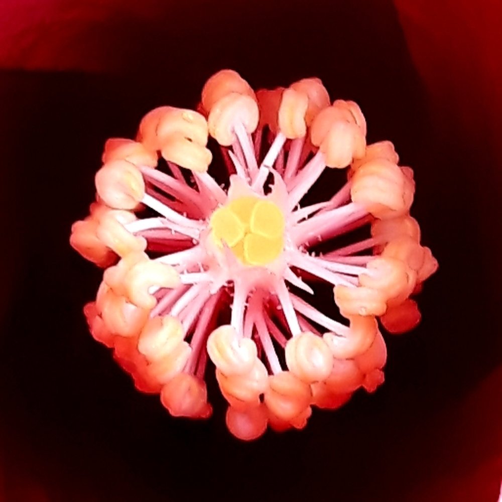 Photograph by Heong Chan Hoe