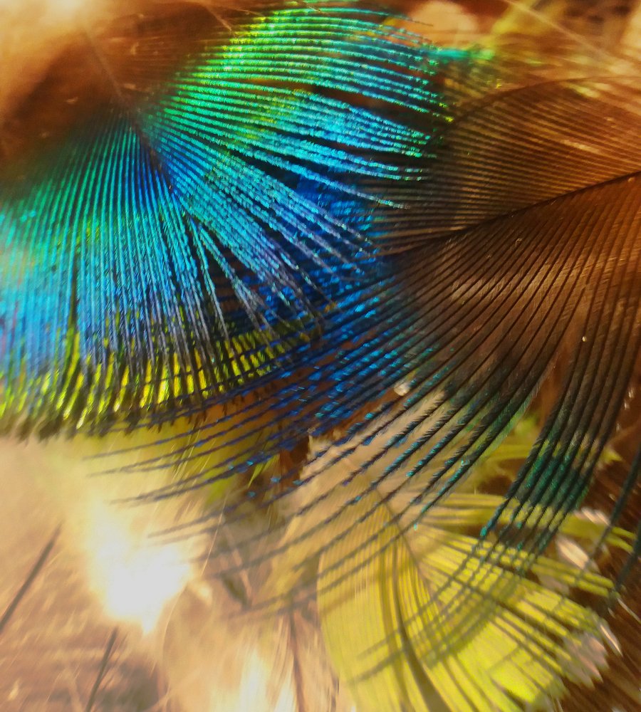 Фотография автора Ася Бабушкина