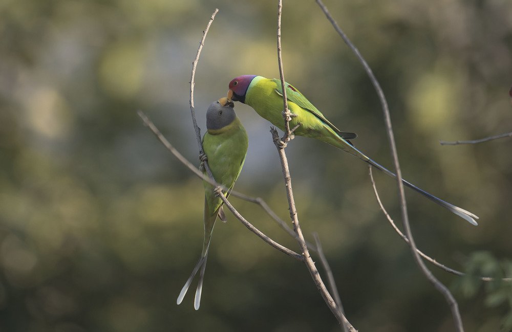 pulmheaded parakeet