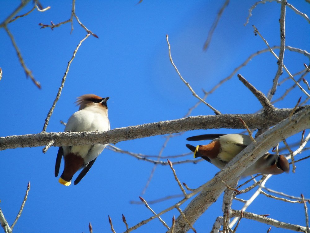 Свиристели