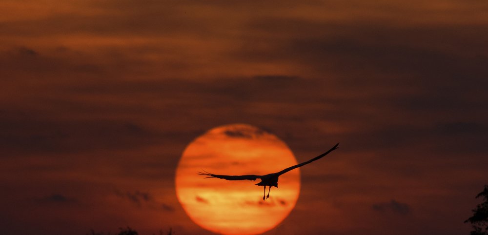 Domicile crane