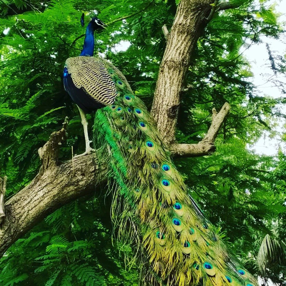 Photograph by Nagendra sahu