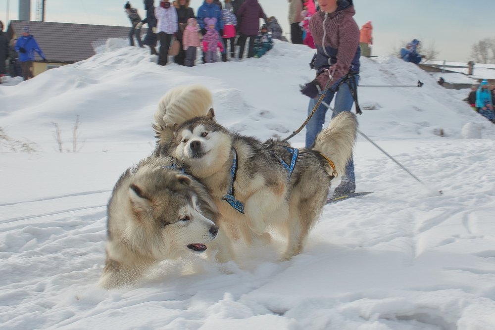 Photograph by Ольга Шибяева