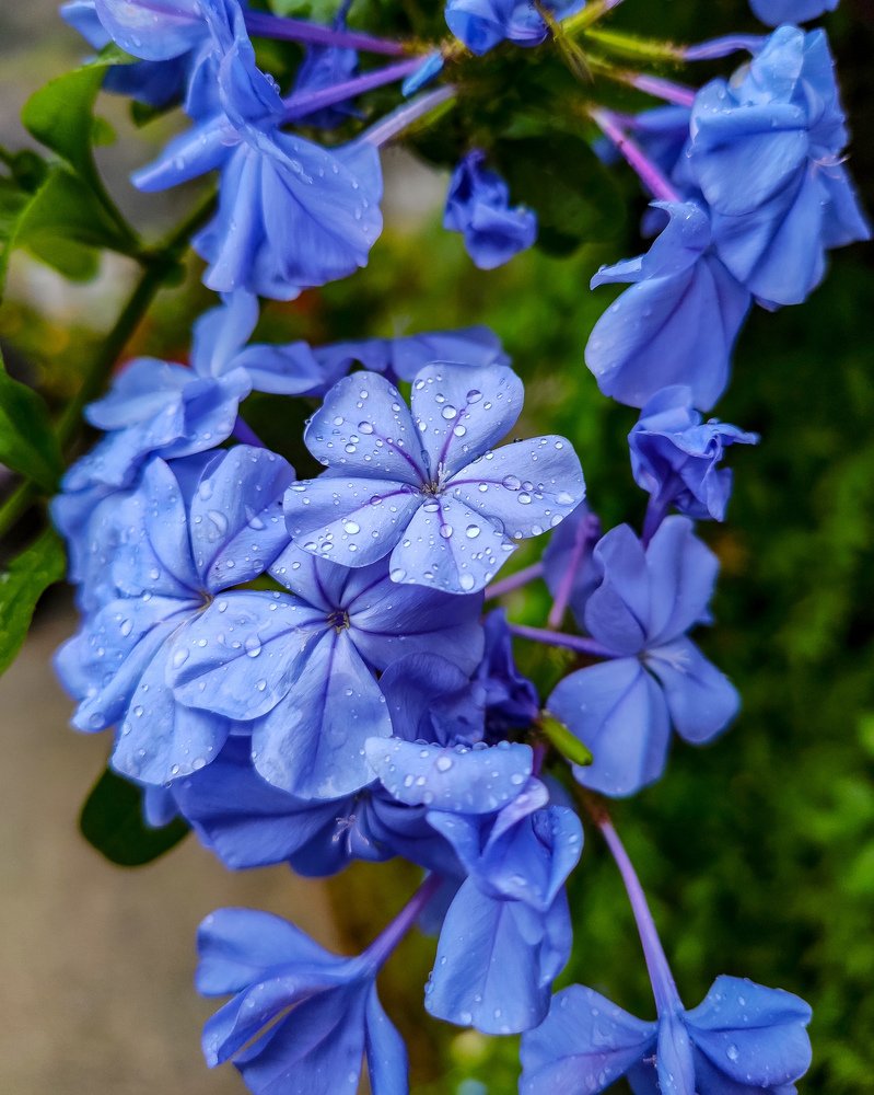 Blue flowers