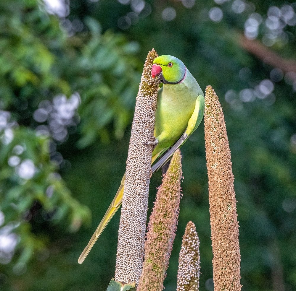 Photograph by Shashank Adlakha