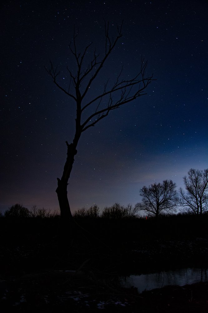 Мировое древо