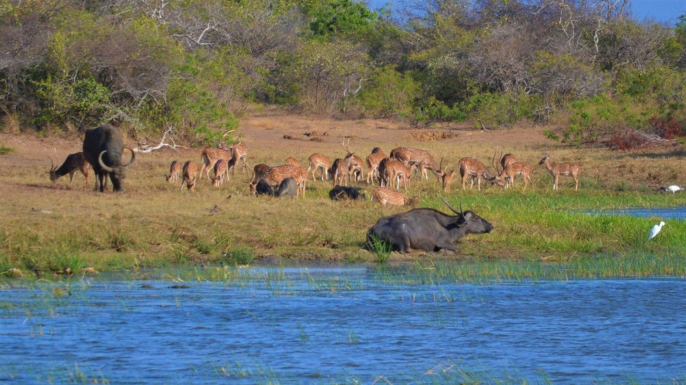 Photograph by Karuna Premalal Wanigasekara Arachchilage