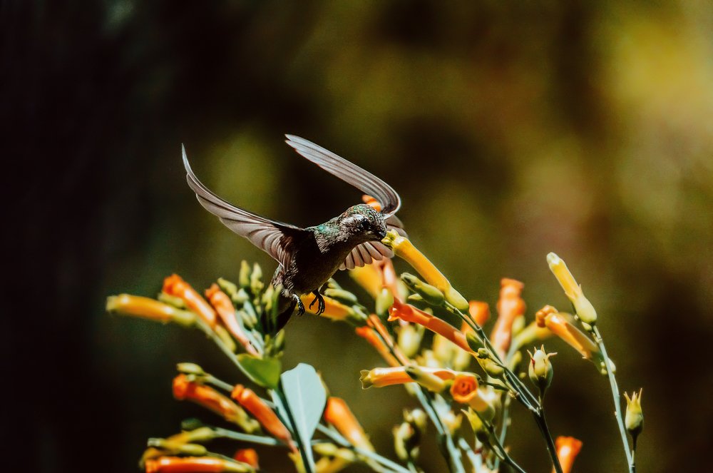 Colibrí