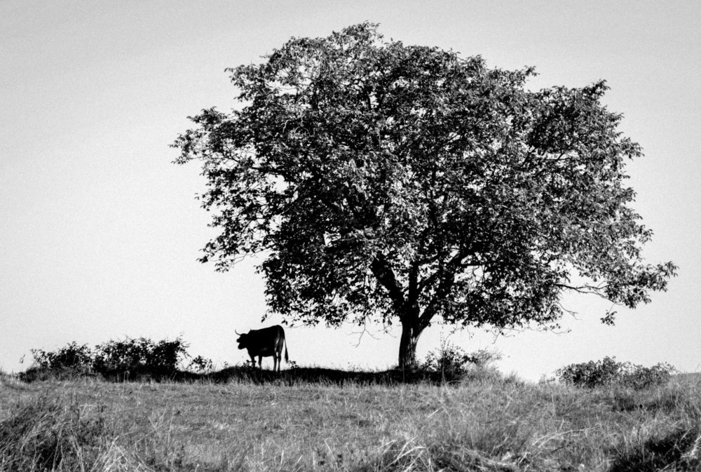 Photograph by Natalie Kazhan