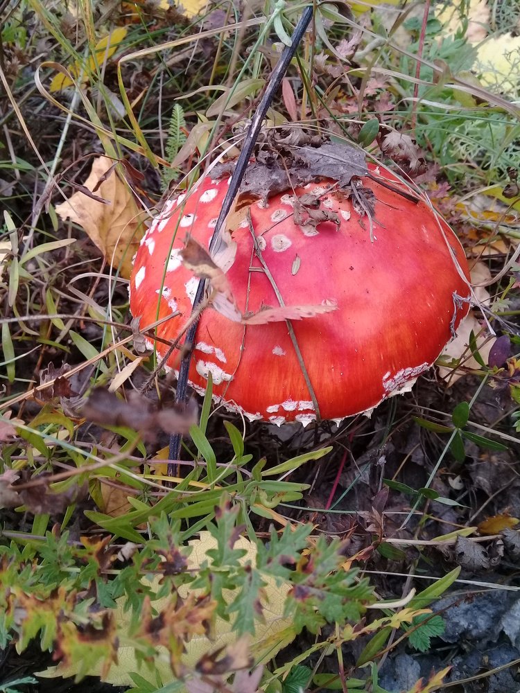 Photograph by Мария Коробова