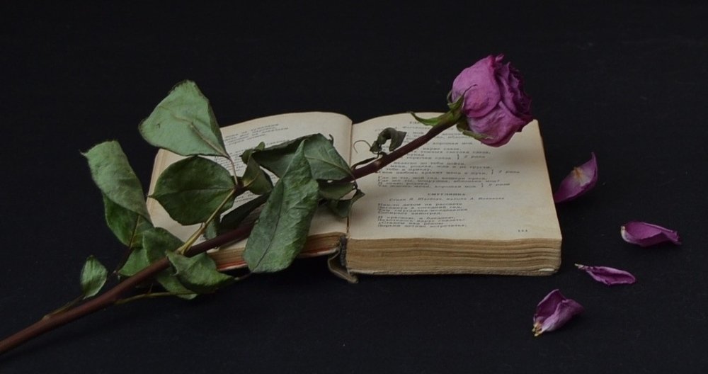 Уставшая роза